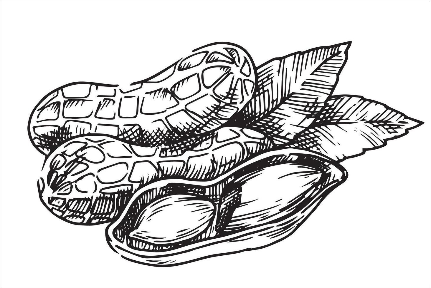illustration of peanut nut. linear drawing in sketch style vector
