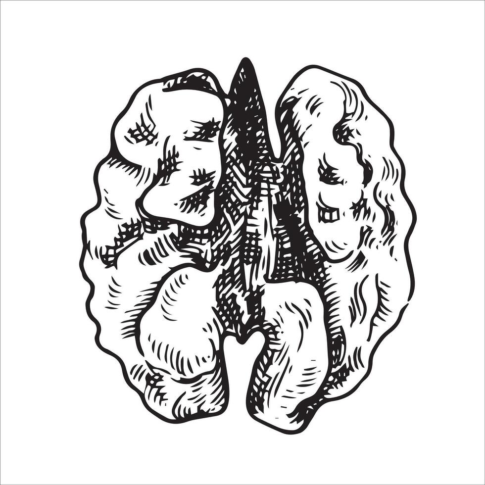 walnut nut illustration. linear drawing in sketch style vector