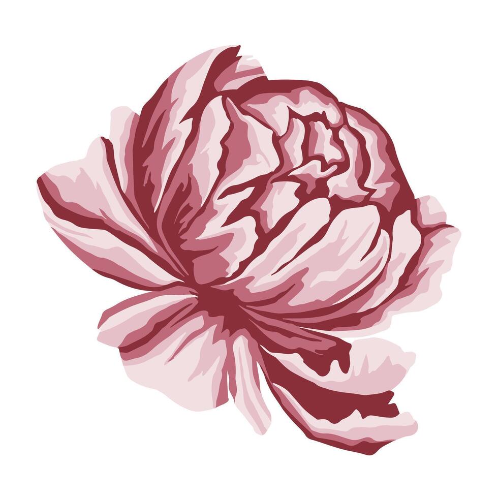 original opening bud flower peony vector