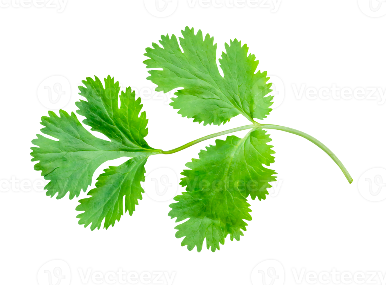 Top view of fresh green coriander leaf isolated in file format png