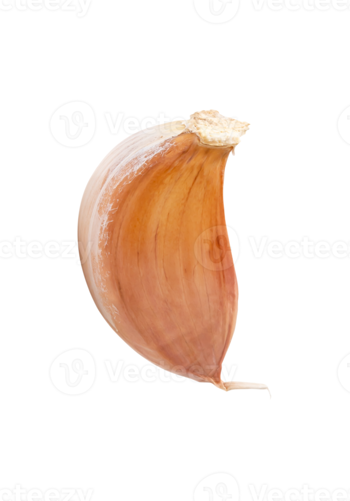 Single fresh unpeeled garlic clove isolated with clipping path in file format Thai herb concept png