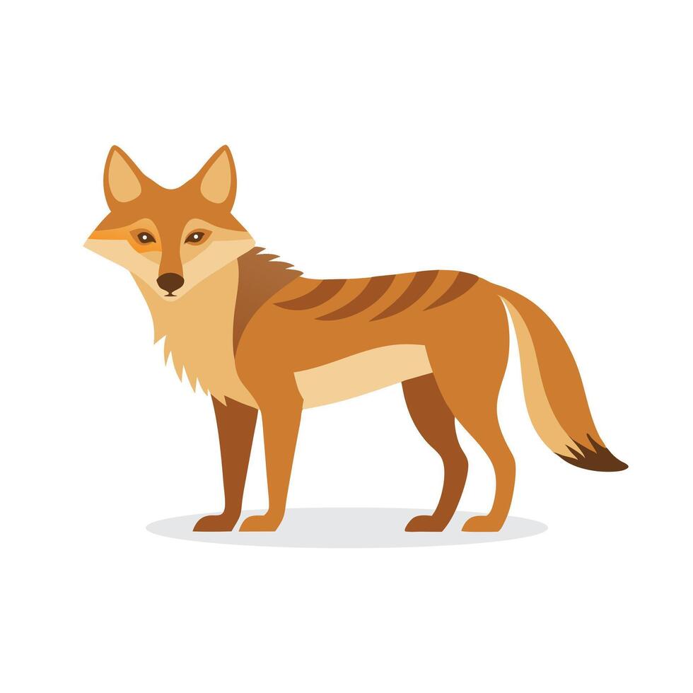 Coyote animal isolated flat illustration on white background vector