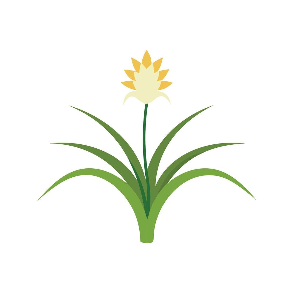 Monkey Grass flower isolated flat illustration on white background vector