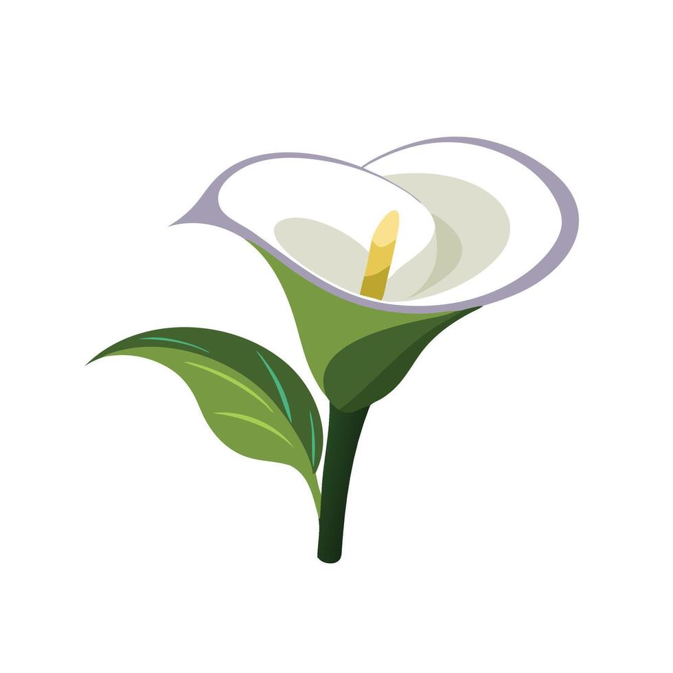 Zantedeschia flower isolated flat illustration on white background vector