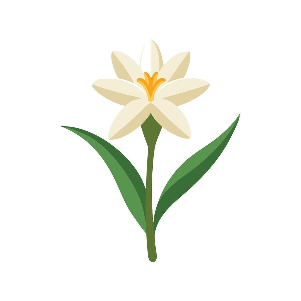 Tuberose flower isolated flat illustration on white background. vector