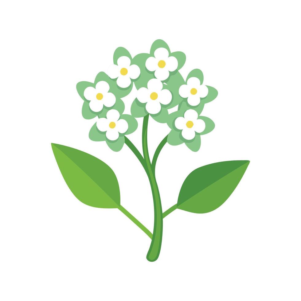 Sweet Alyssum Flower flower isolated flat illustration on white background vector