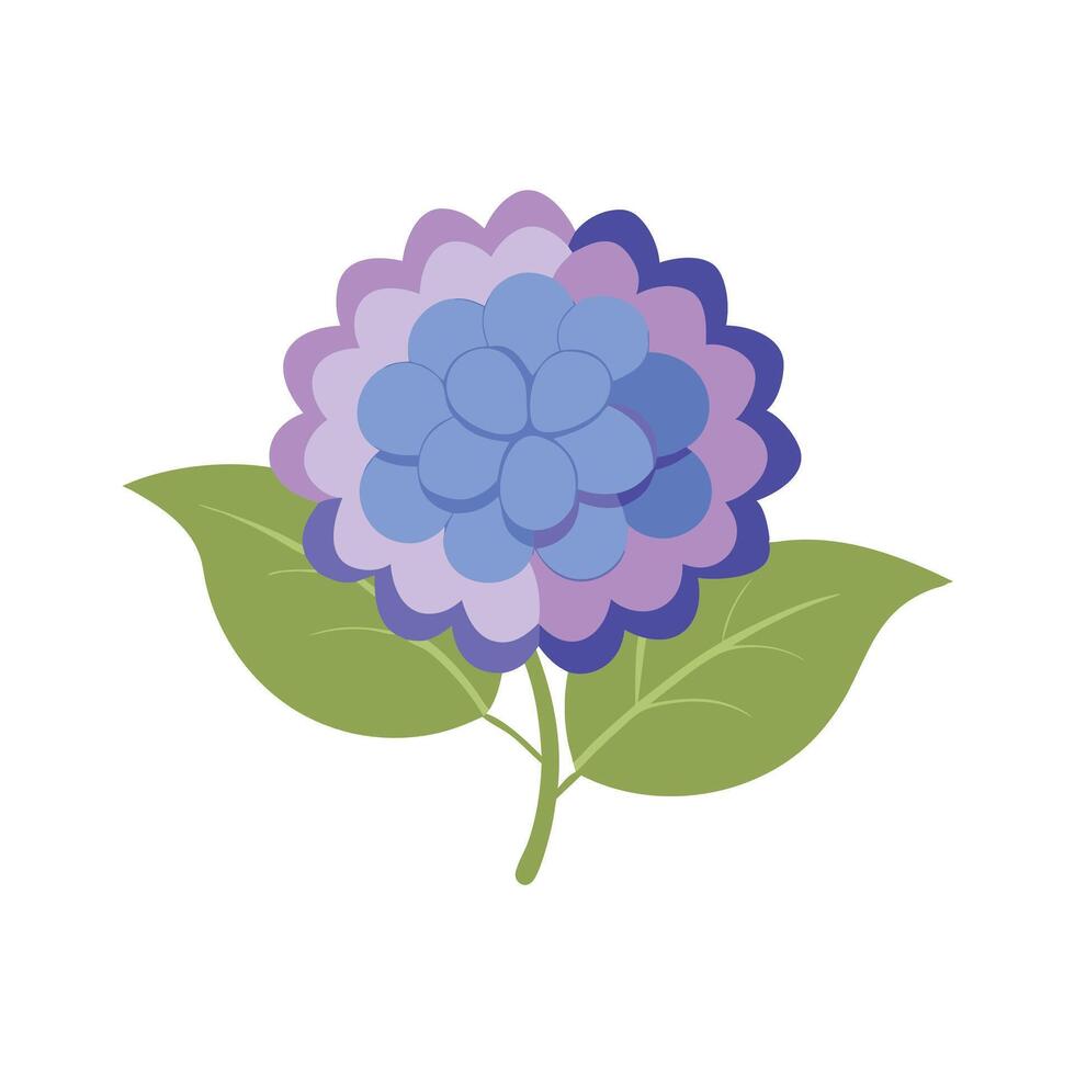 Hydrangea flower isolated flat illustration on white background vector