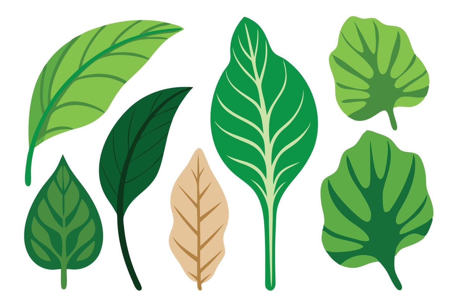 A collection of alocasia polly leaf isolated flat illustration on white background. vector