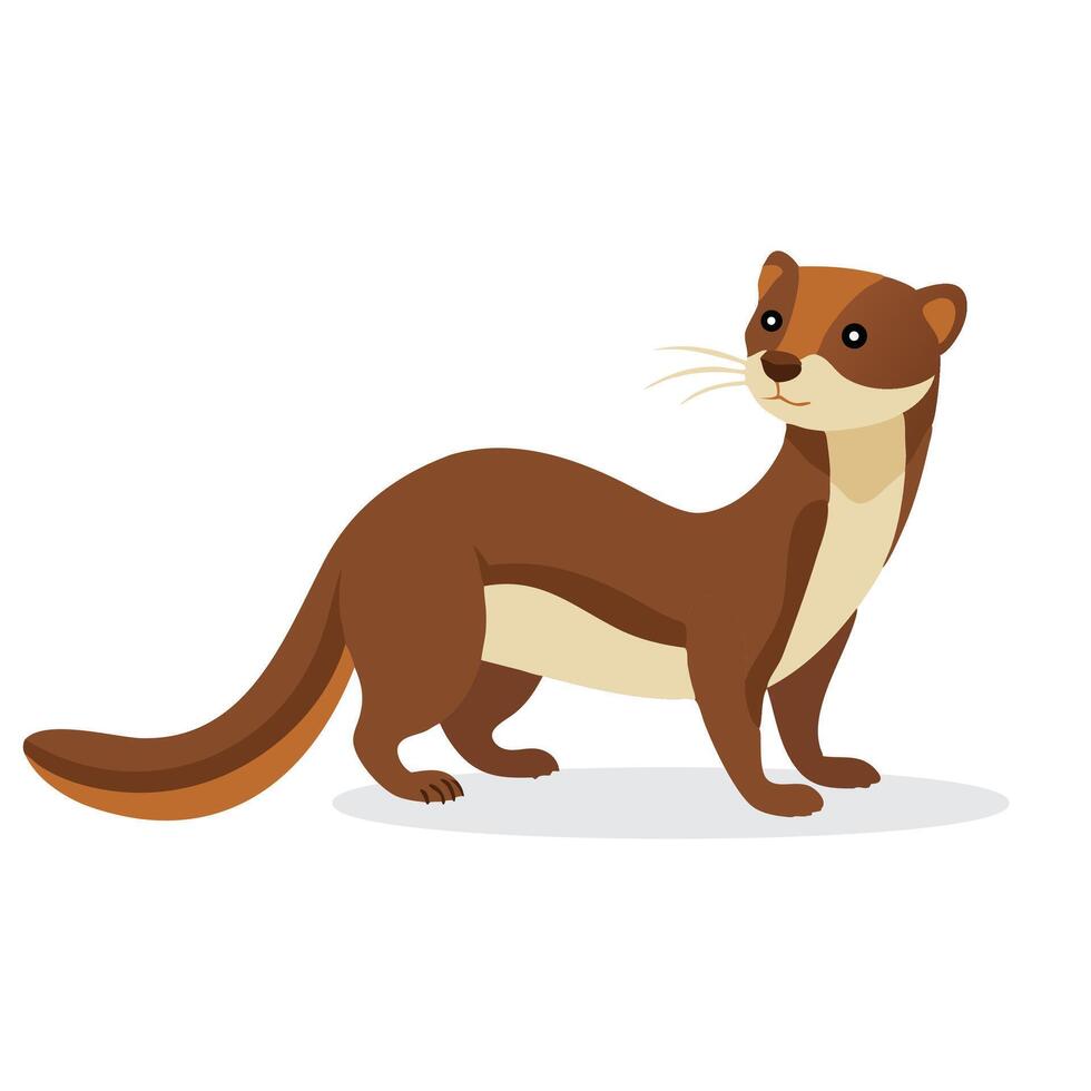 Weasel animal isolated flat illustration on white background. vector