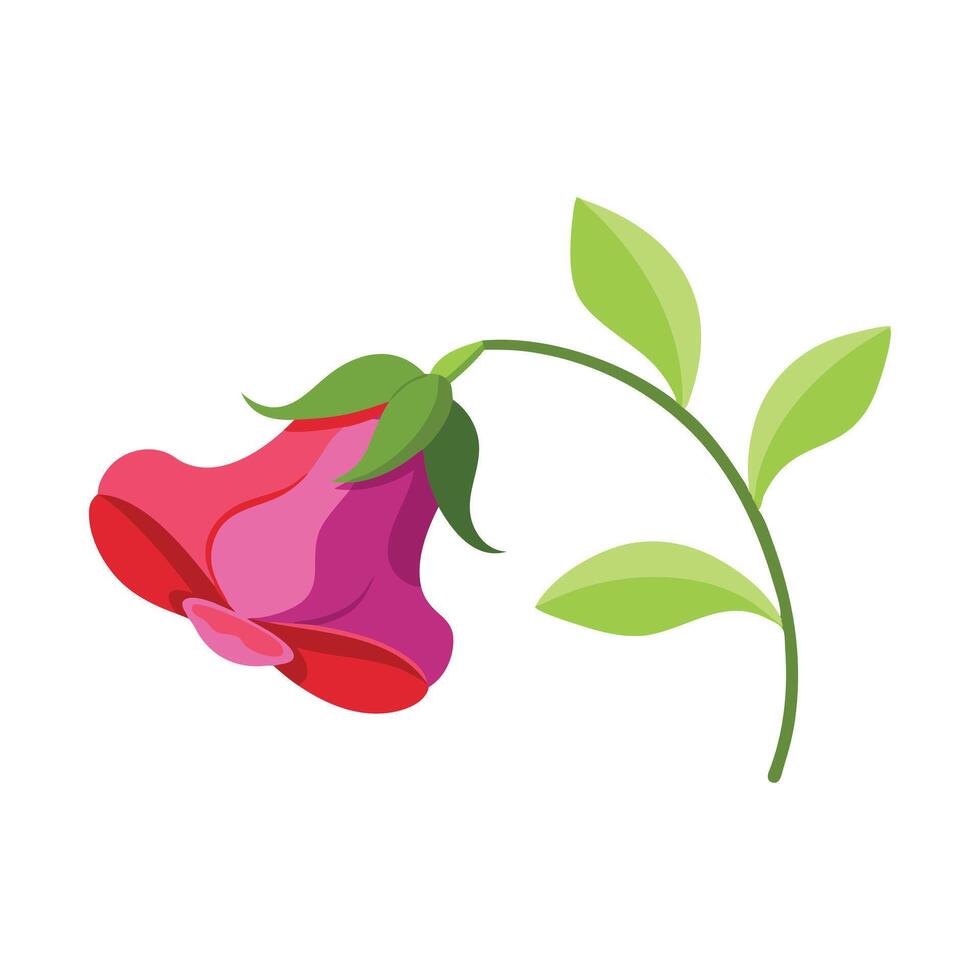Sweet Pea flower isolated flat illustration on white background vector