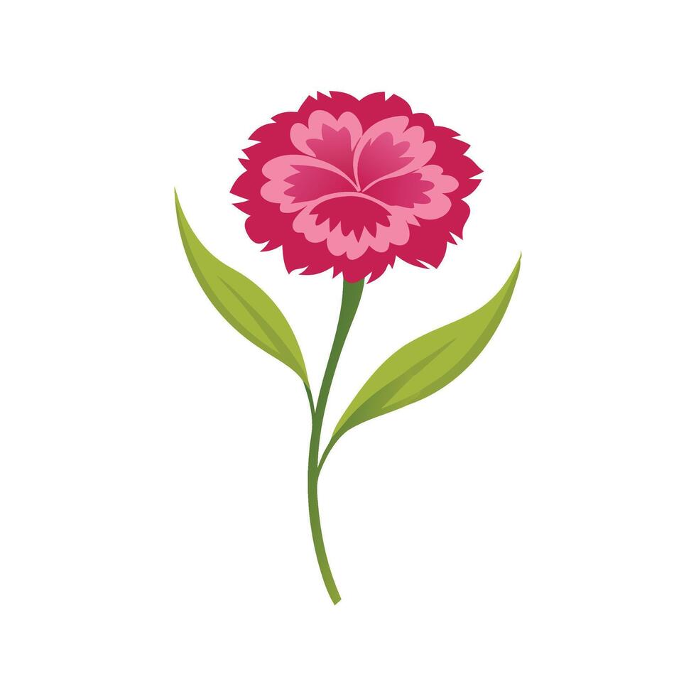 Sweet William flower isolated flat illustration on white background vector