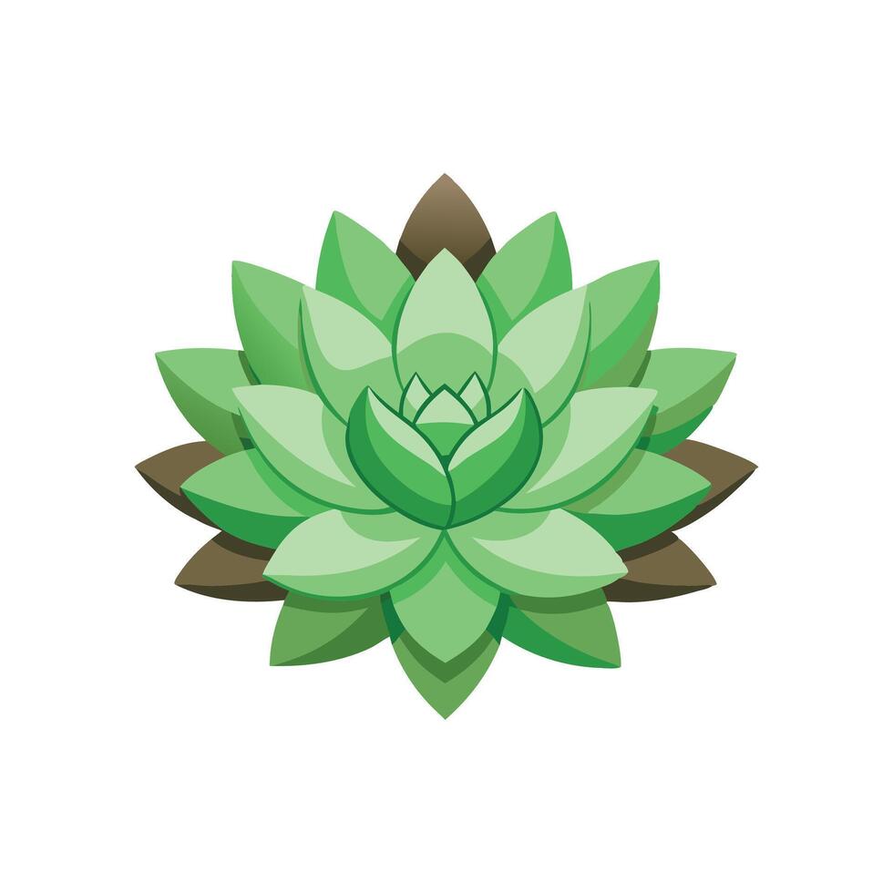 Sedum flower isolated flat illustration on white background. vector