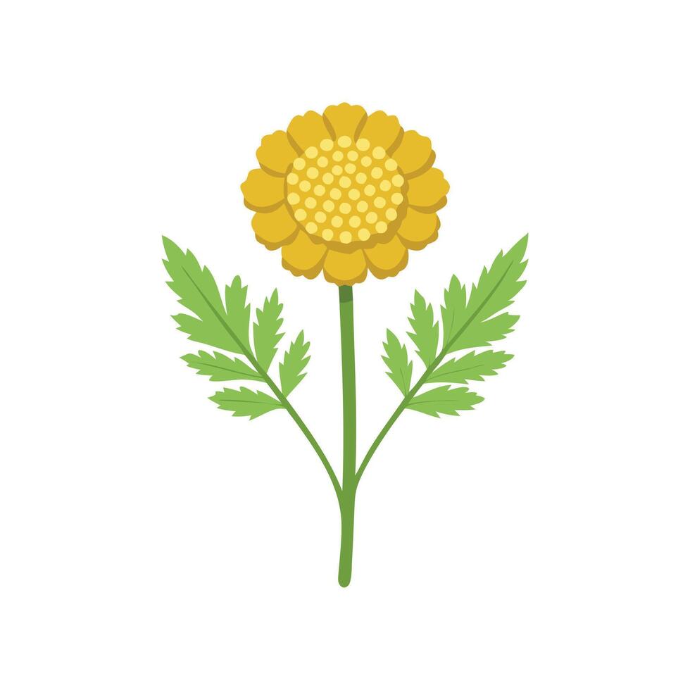 Tansy flower isolated flat illustration on white background vector
