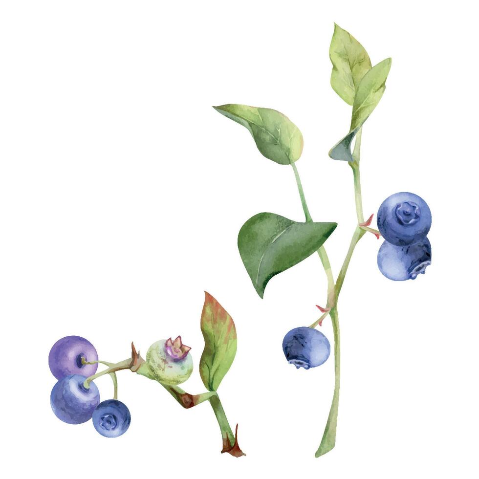 Blueberry blackberry with green leaves growing on branch, hand drawn in watercolor, ripe forest berry. Isolated botanical illustration, for restaurant, dessert cafe menu, decoupage, farmers market vector