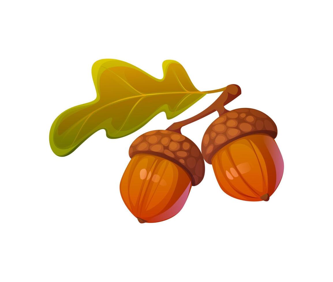 Cartoon autumn acorns attached to a green oak leaf vector