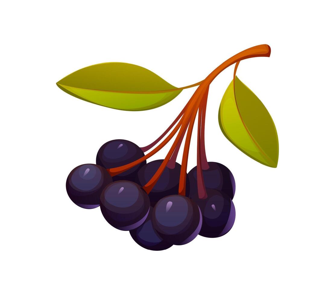 Cartoon autumn berries, ripe chokeberry cluster vector