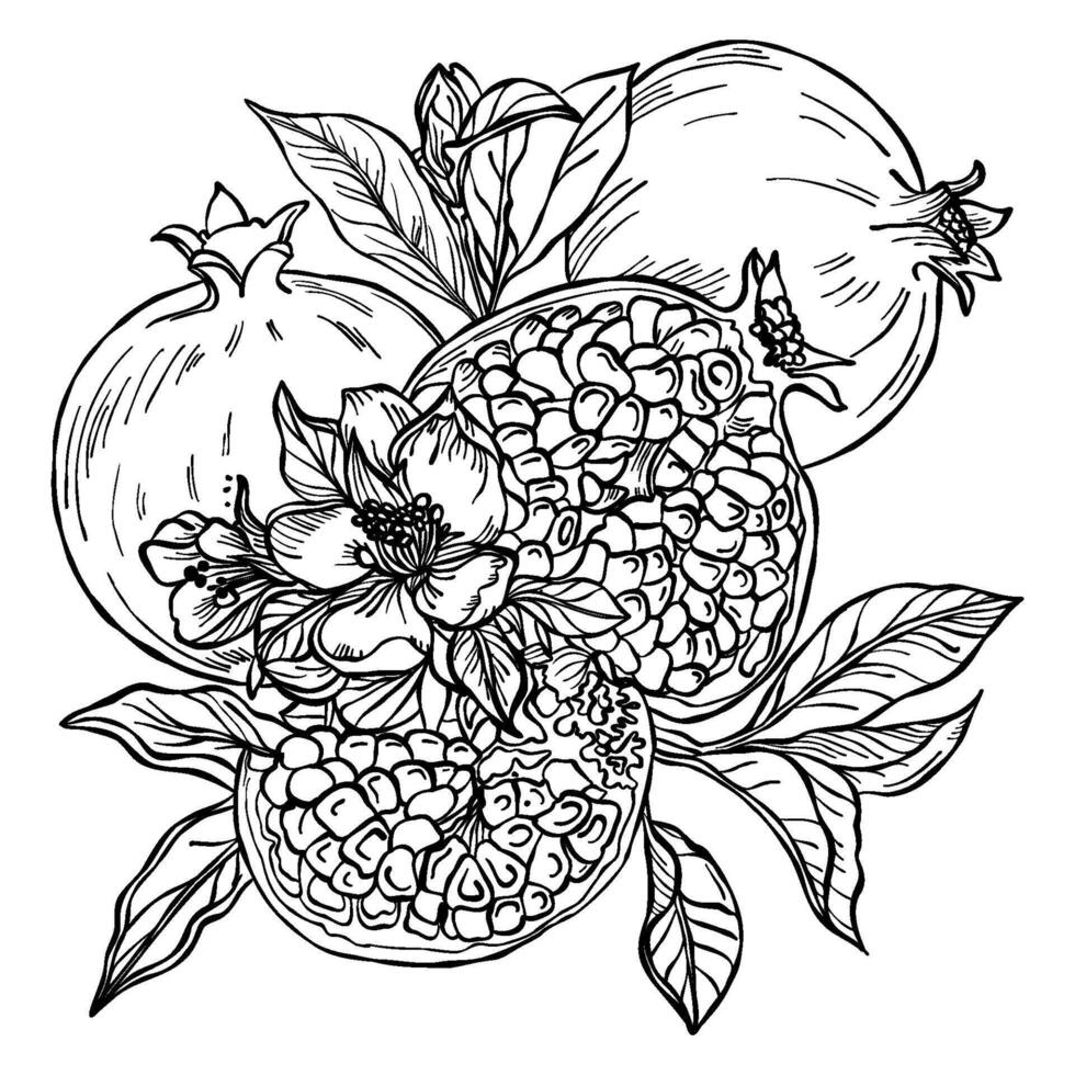 Pomegranate fruits. Garnet graphics with flowers and leaves standing out on a white background. Red sweet fruits. vector