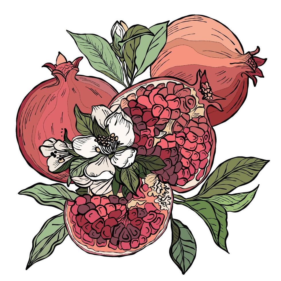 Pomegranate fruits. Garnet graphics with flowers and leaves standing out on a white background. Red sweet fruits. vector