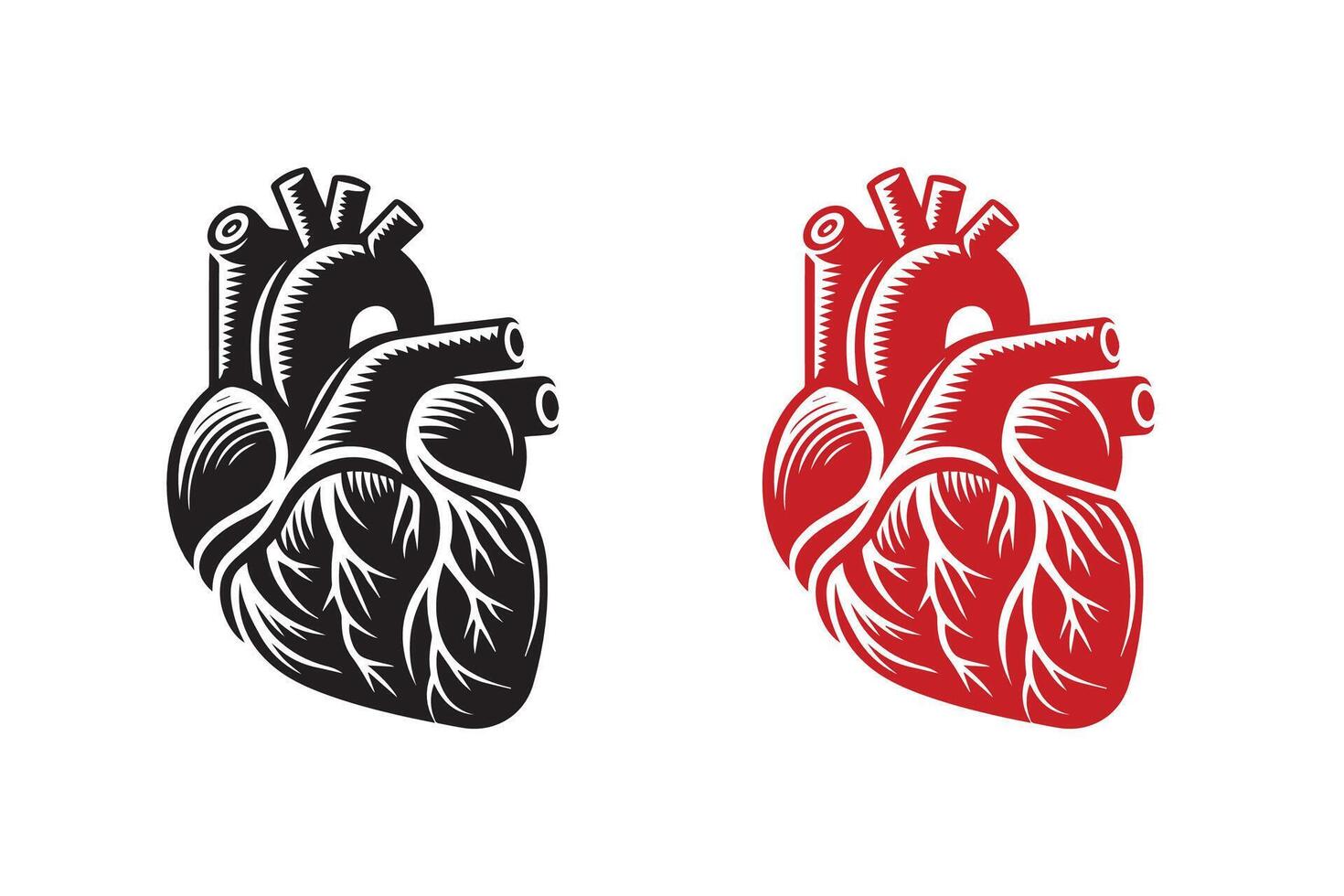 Human Cardiac Silhouette art work vector