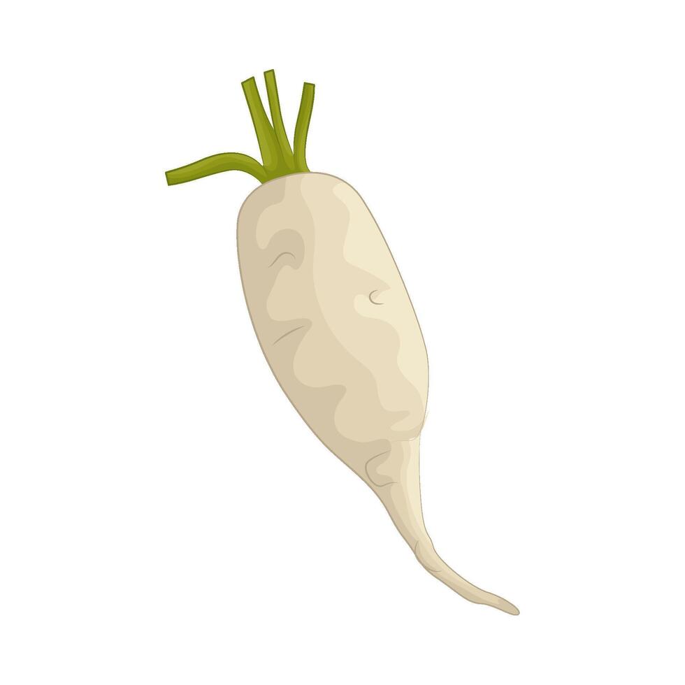 Illustration of radish vector