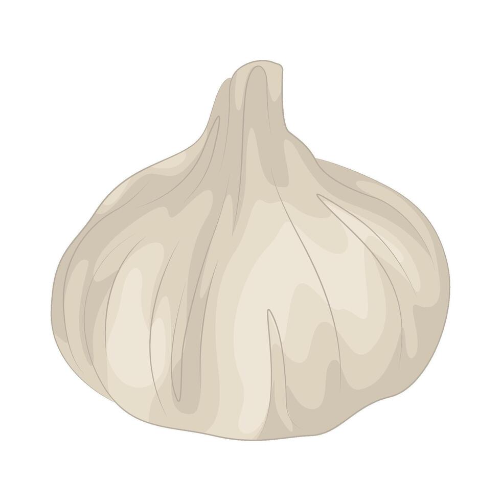 Illustration of garlic vector
