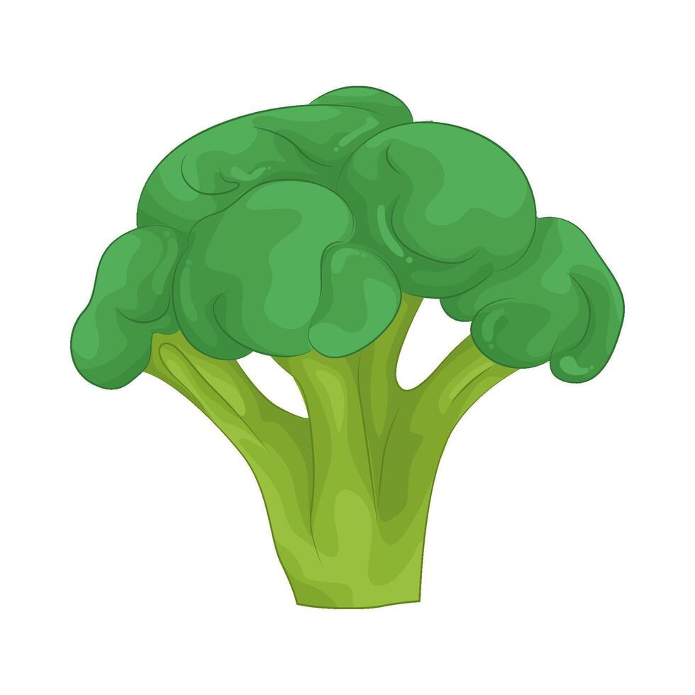 Illustration of broccoli vector