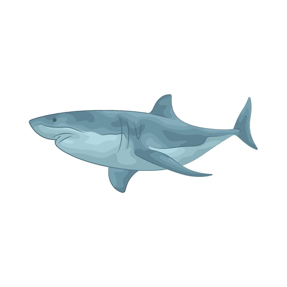 Illustration of shark vector