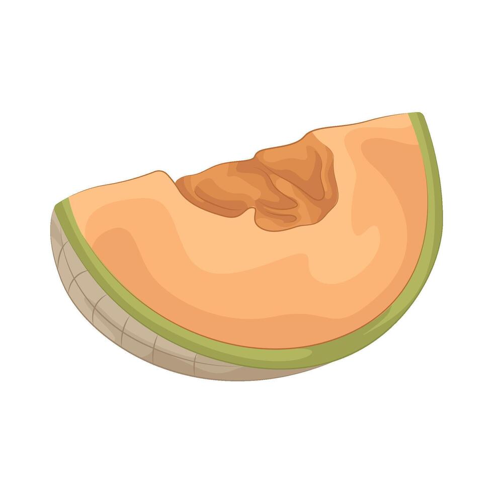 Illustration of cantaloupe vector