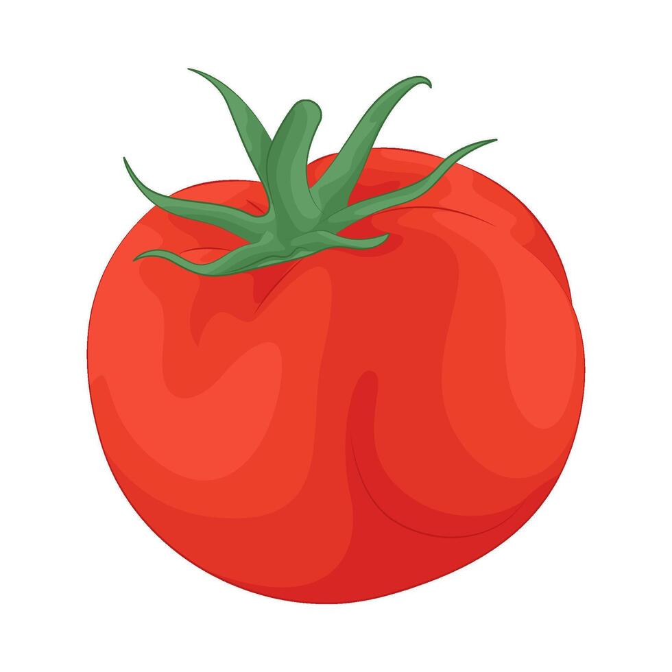 Illustration of tomato vector