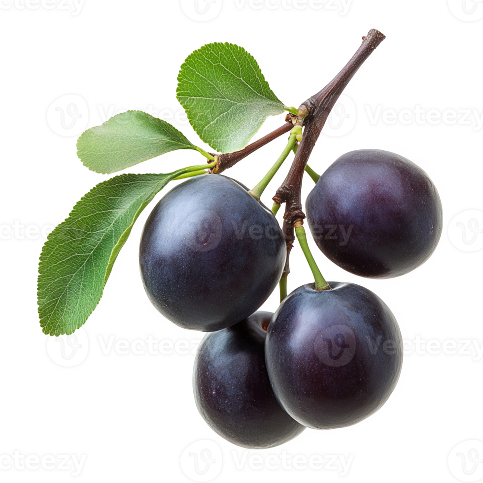 Plum branch with ripe fruits transparent background png