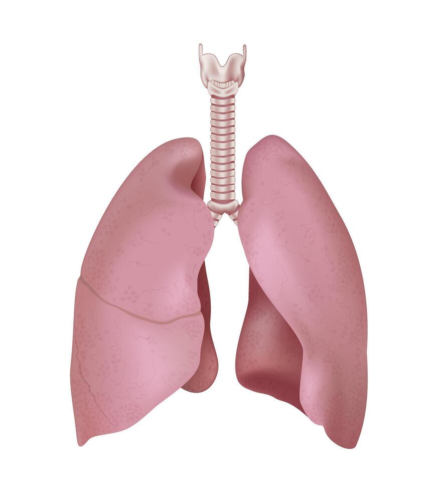 Realistic human lung anatomy structure. Right and left lung with trachea and larynx. Healthy respiratory system organ. Medicine concept. 3d illustration isolated vector