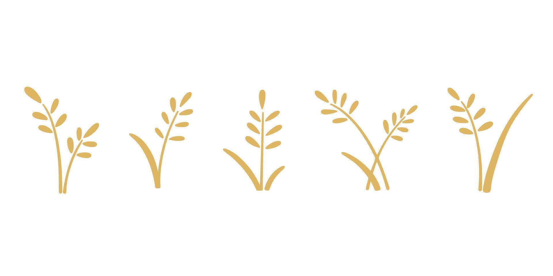 Set of golden ripe ears of cereal crop vector