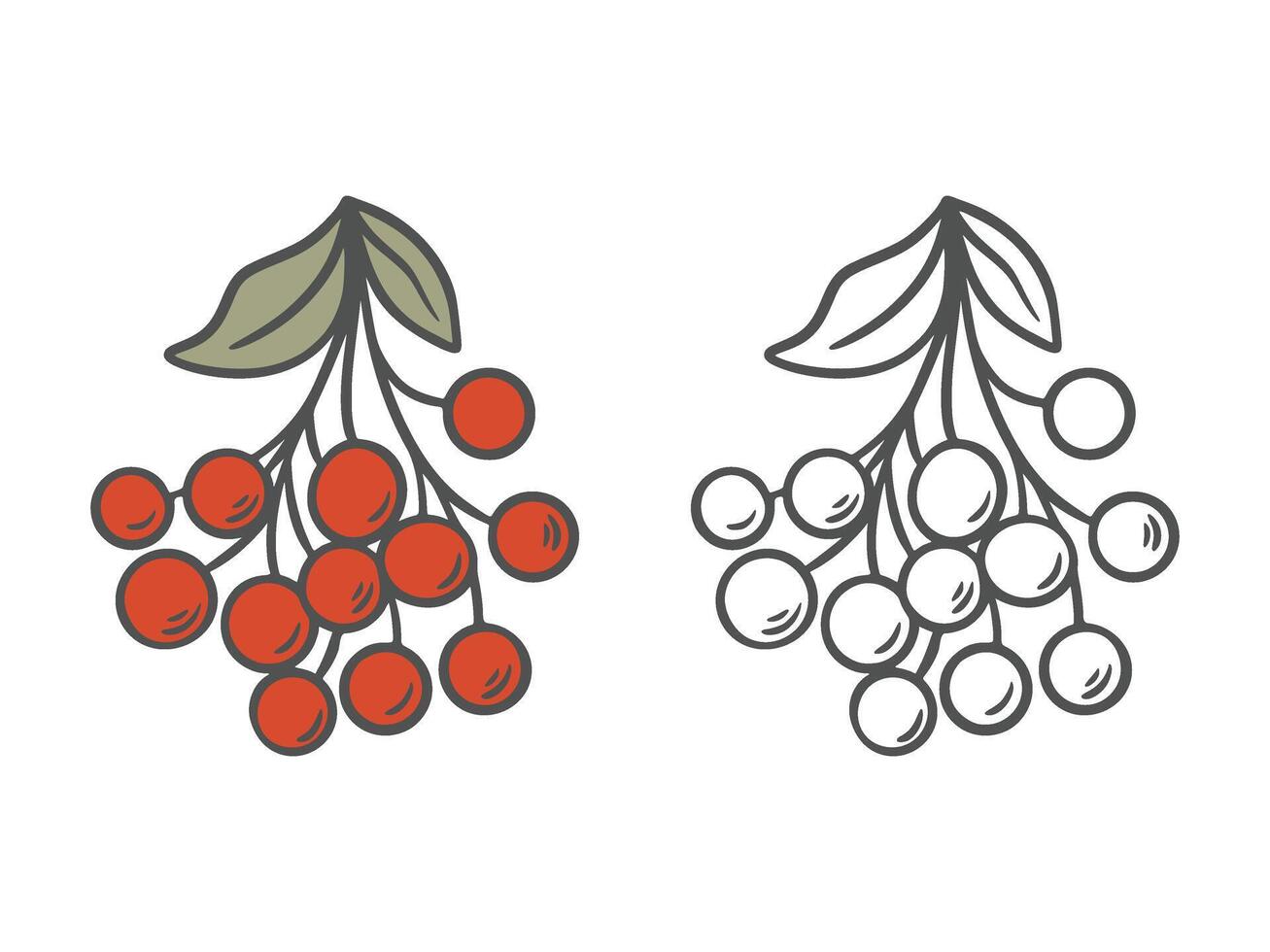 Rowan set black outline doodle illustration and color version vector