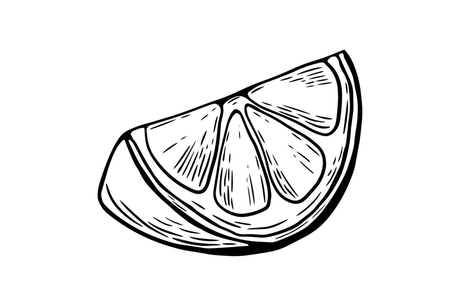 Sketch lemon, slice, engraving and black and white line. Fruit isolated on white background vector