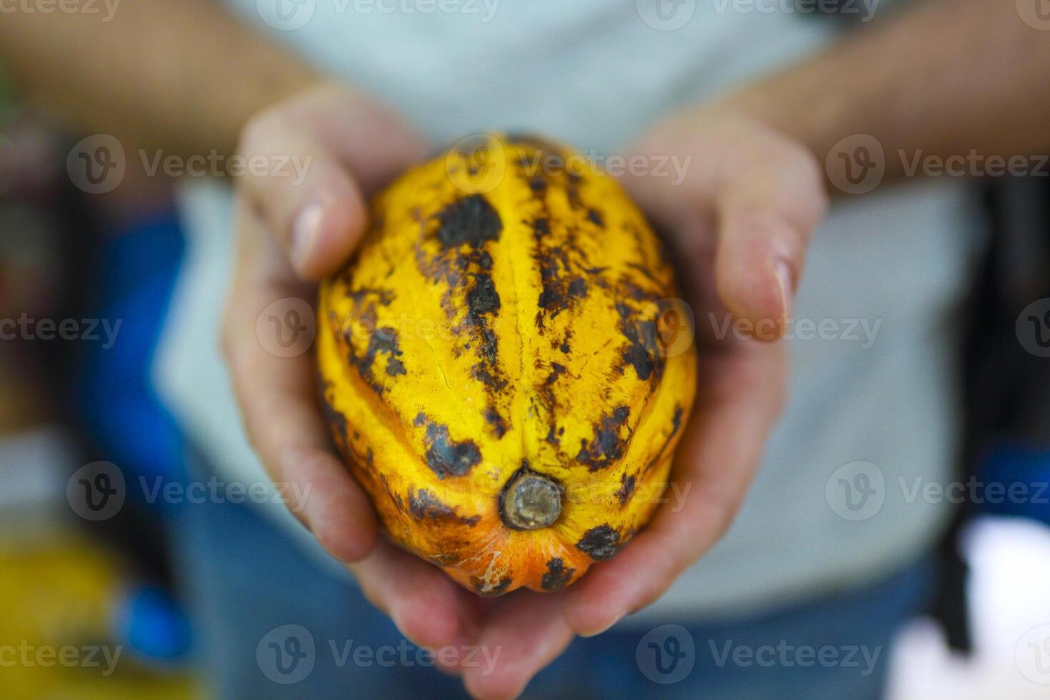 Cocoa pod in mans hand photo