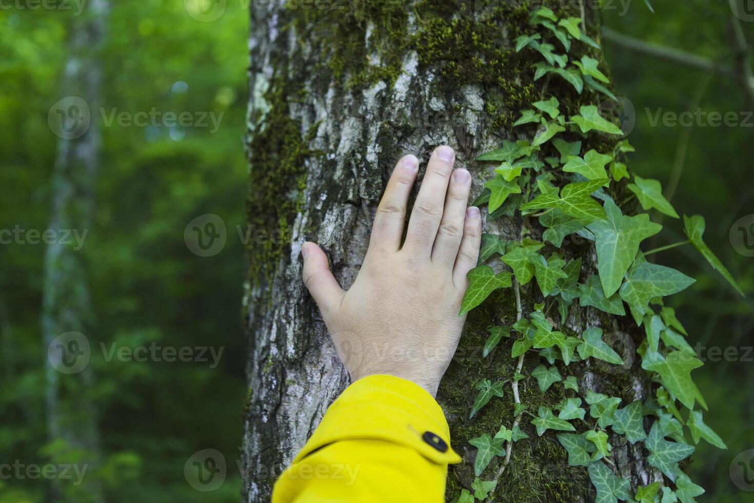 Man touching old tree. Wild nature protection concept photo