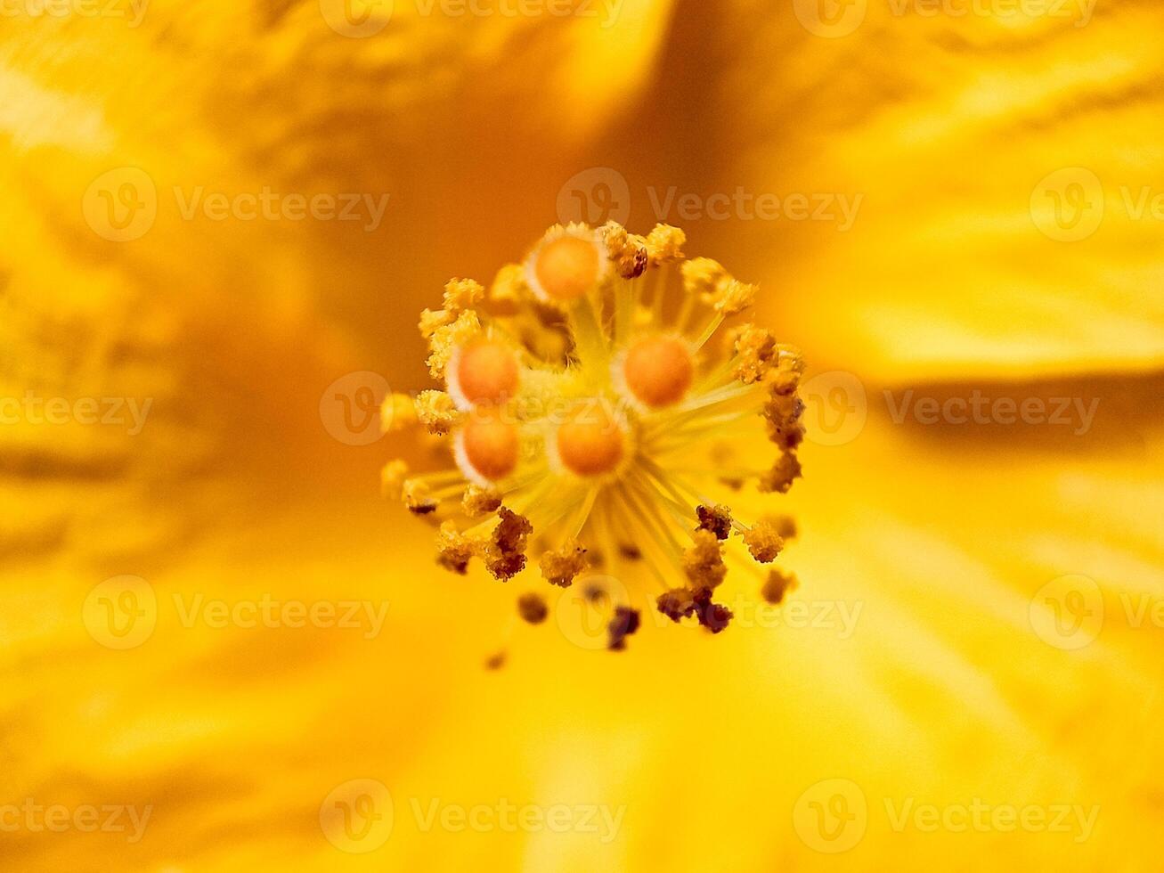 Close up of Yellow cinchona flowers in the forest with Blurred background photo