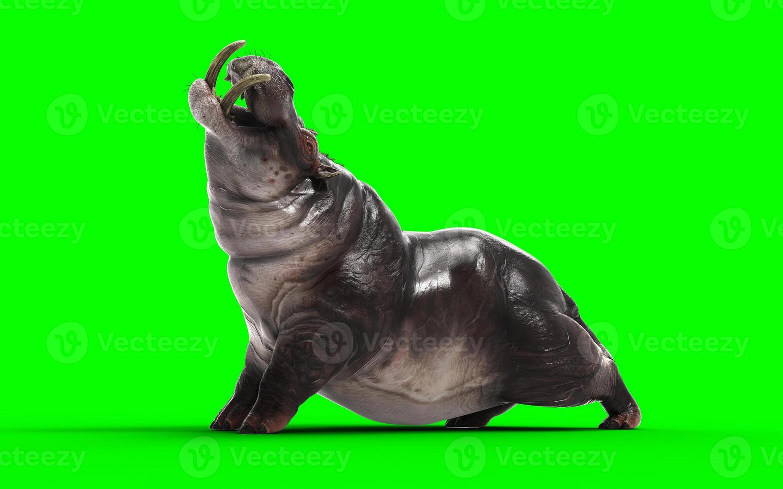 African wildlife of Hippopotamus amphibius wild animal in the nature habitat. photo