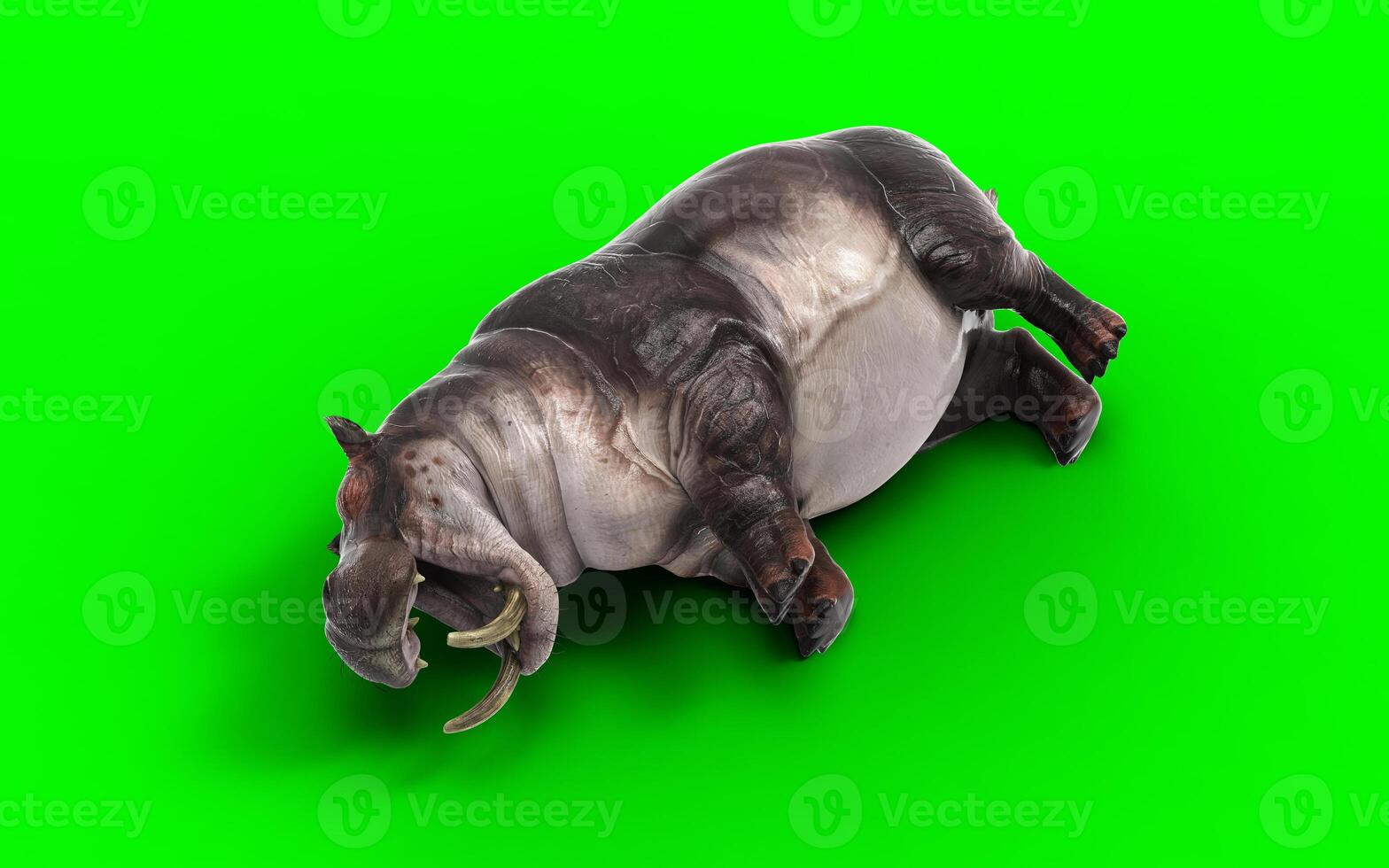 African wildlife of Hippopotamus amphibius wild animal in the nature habitat. photo