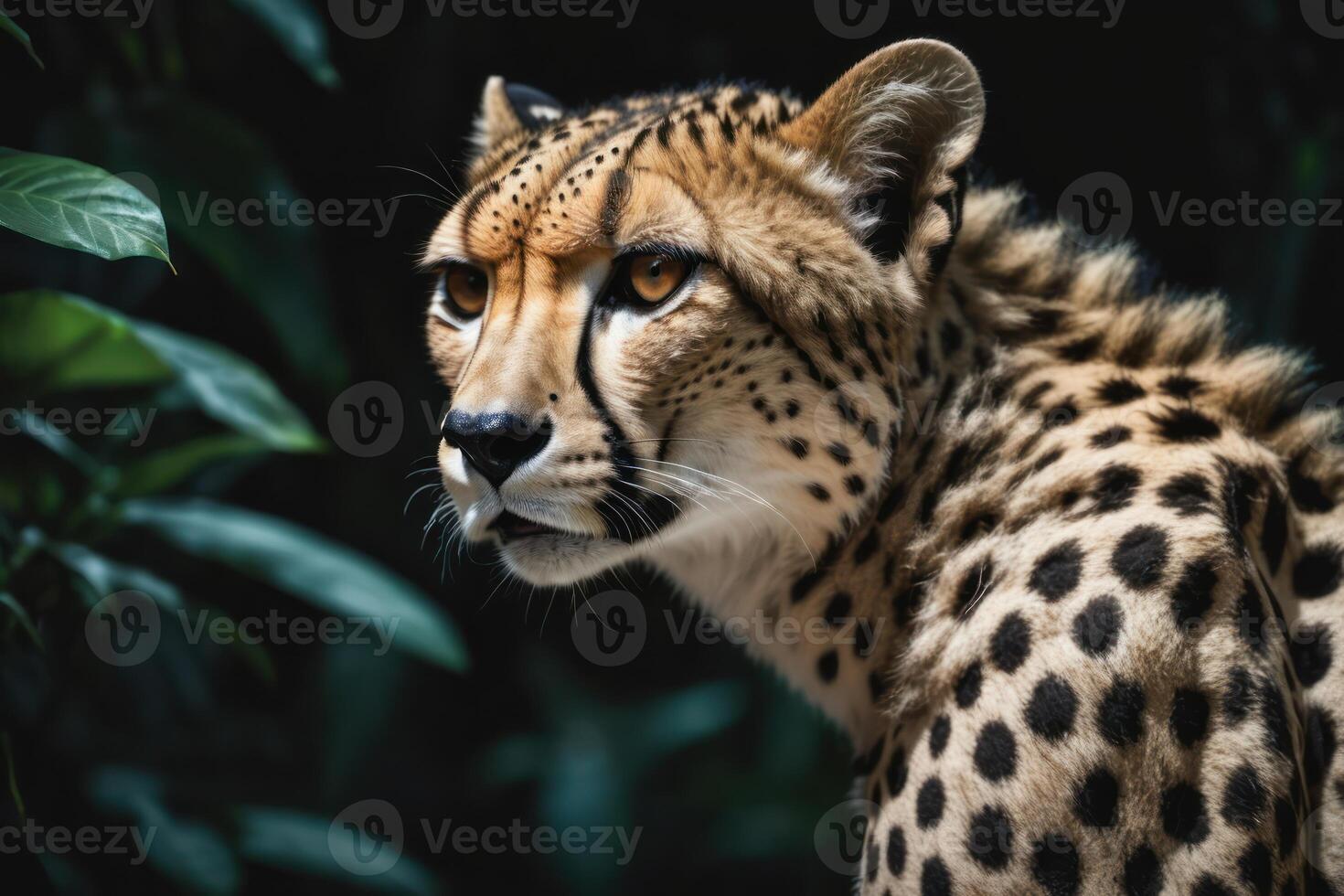 Beautiful cheetah in the jungle. Wildlife scene from nature. . photo