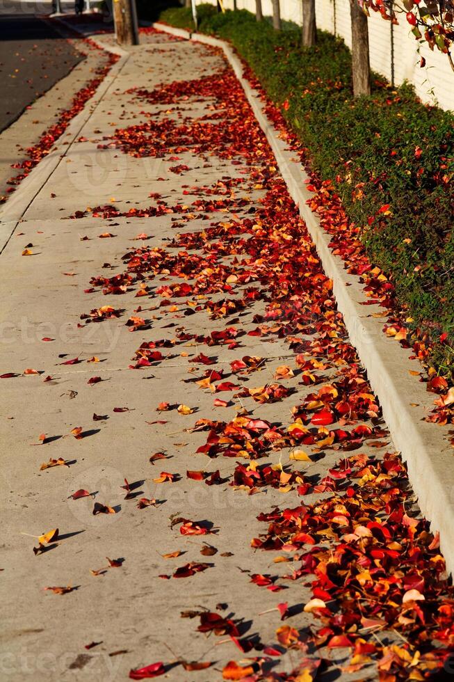 Autumn Leaves On Sidewalk With Curb And Green Plants photo