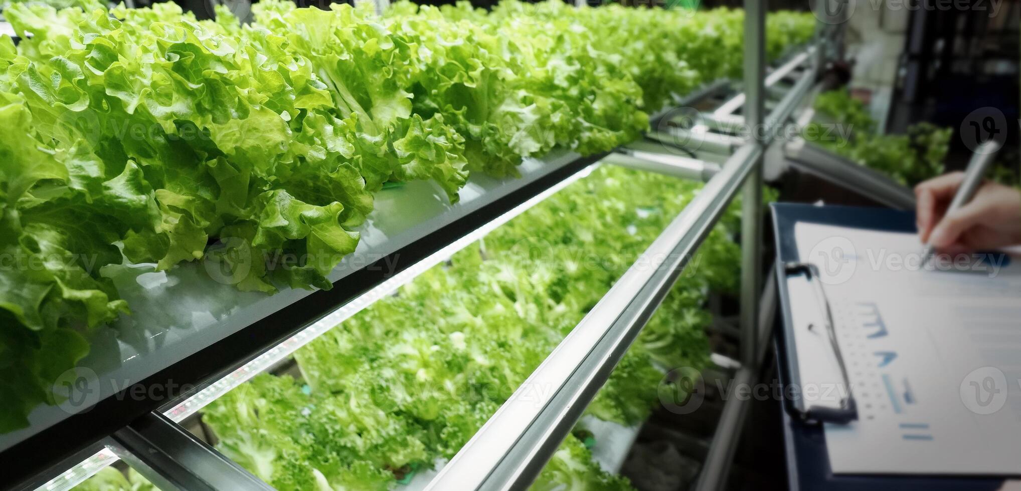 Indoor vertical farm or modern vegetable farming that use new technology of seeding plants on vertical stack. Indoor farm Hydroponic plants growing under LED lights to reduce CO2 emission. QC passed. photo