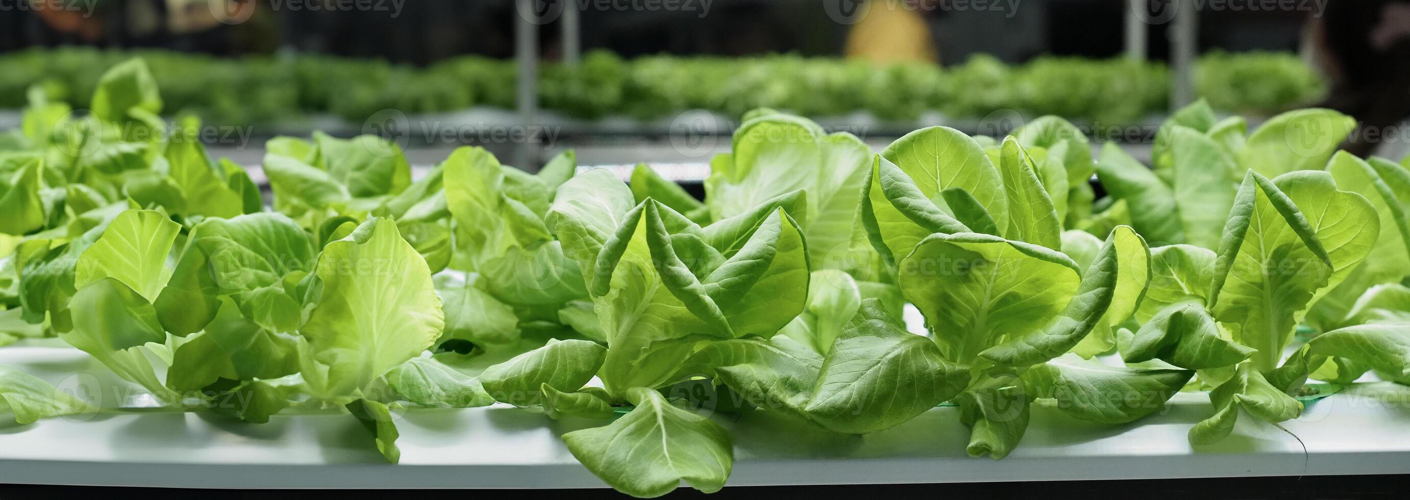 Indoor vertical farm or modern vegetable farming that use new technology of seeding plants on vertical stack. Indoor farm Hydroponic plants growing under LED lights to reduce CO2 emission. QC passed. photo