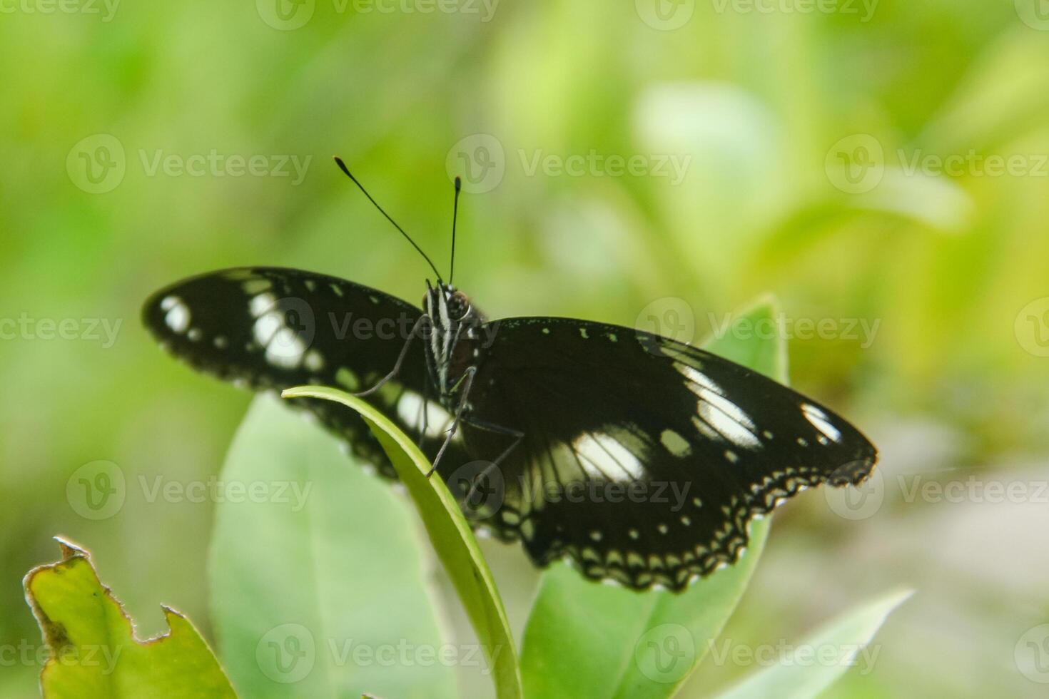 Hypolimnas Bolina species of butterfly that has a beautiful and charming pattern, the butterfly lives on the branches of lime trees photo