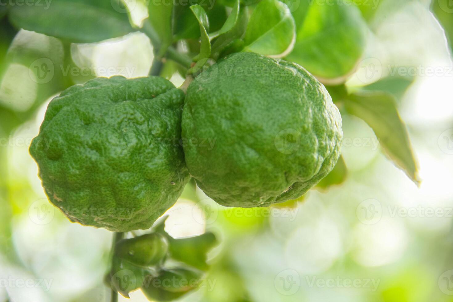 Green kaffir lime fruit that is still on the tree and shines with beautiful morning sunlight photo