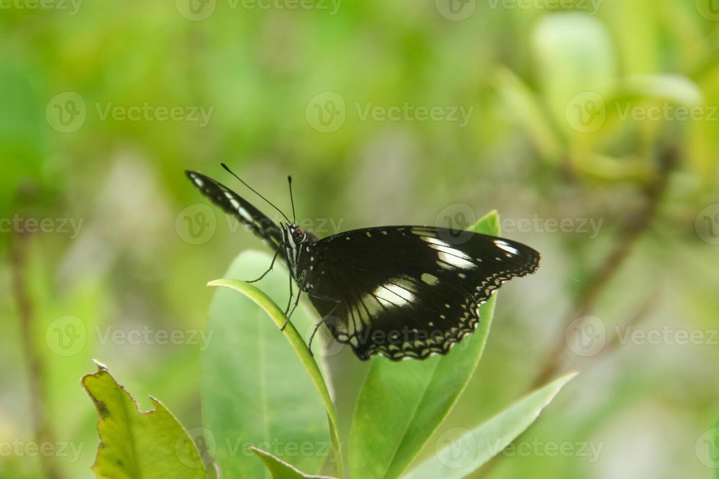 Hypolimnas Bolina species of butterfly that has a beautiful and charming pattern, the butterfly lives on the branches of lime trees photo