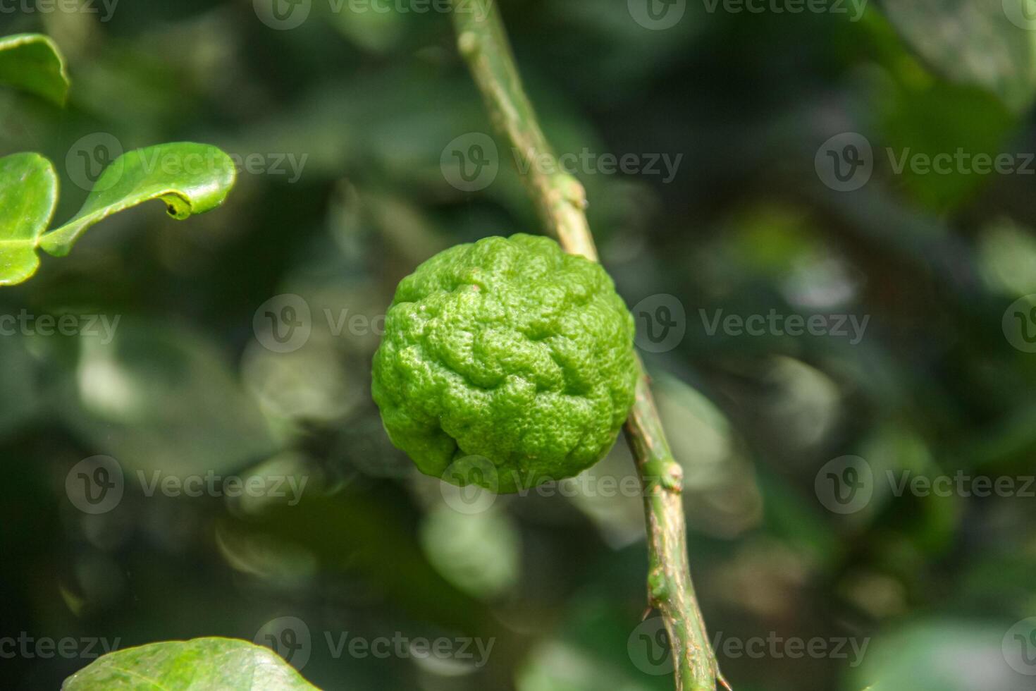 Green kaffir lime fruit that is still on the tree and shines with beautiful morning sunlight photo