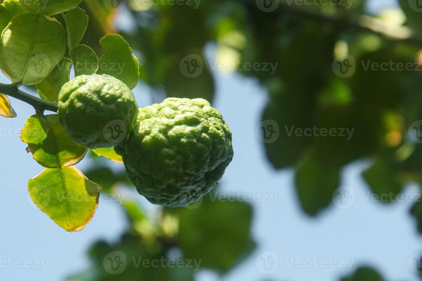 Green kaffir lime fruit that is still on the tree and shines with beautiful morning sunlight photo