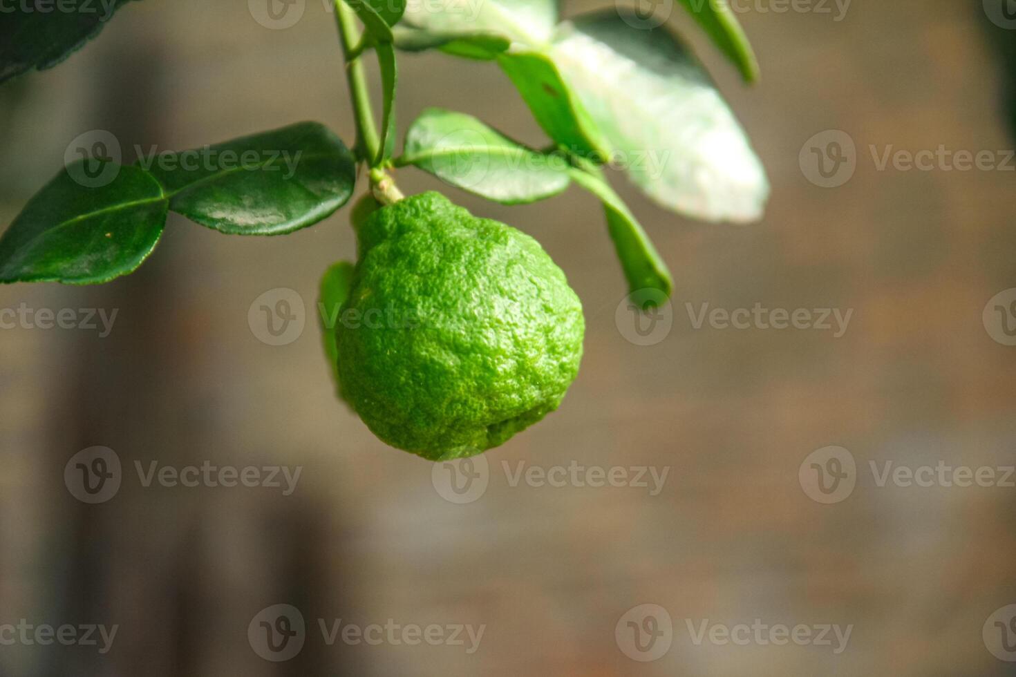 Green kaffir lime fruit that is still on the tree and shines with beautiful morning sunlight photo
