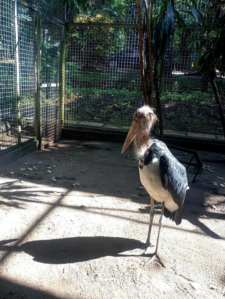 Jakarta, Indonesia, September 27th, 2024 a photo of Marabou Stork, Leptoptilos crumeniferus at the zoo